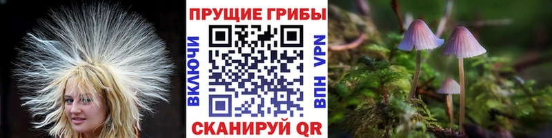 Купить закладки  Азов  Псилоцибиновые грибы мицелий 